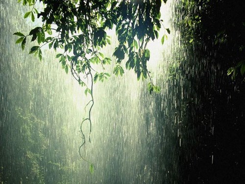 Bài thơ : Mưa rơi