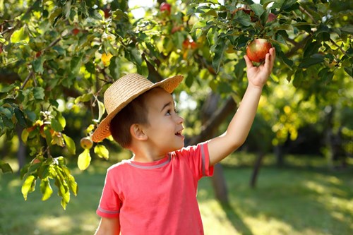 Tại sao trẻ em nên ăn nhiều trái cây?