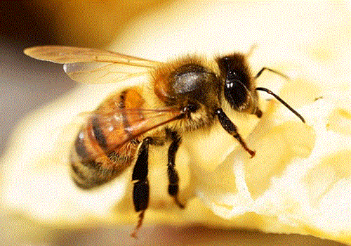 Khám phá khoa học: Tìm hiểu về con ong
