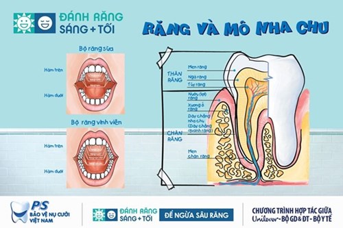 Bài tuyên truyền phòng chống bệnh sâu răng đối với học sinh tiểu học