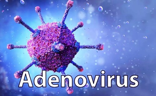 Tăng cường phòng, chống bệnh do virus Adeno