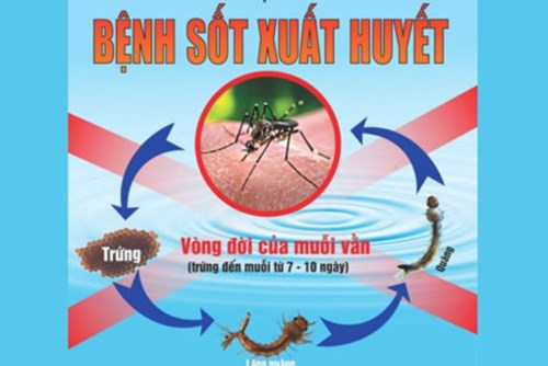 Hướng dẫn phát hiện và xử lý các loại dụng cụ chứa nước có bọ gậy và nguy cơ có bọ gậy của muỗi truyền sốt xuất huyết