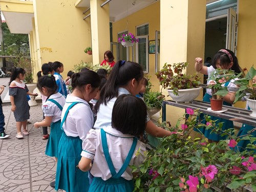 Trường Tiểu học Ngô Gia Tự quyết tâm xây dựng môi trường học tập xanh