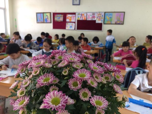 Tiểu học Ngô Gia Tự Chung tay xây dựng trường lớp “Sáng - xanh – sạch – đẹp và nở hoa”