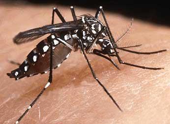 Description: Bạn có biết muỗi vằn gây bệnh sốt xuất huyết - Bệnh Viện Nhi Đồng Thành Phố