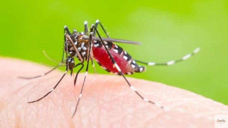 Description: Muỗi vằn (Muỗi Aedes aegypti) - Loài muỗi gây sốt xuất huyết nguy hiểm