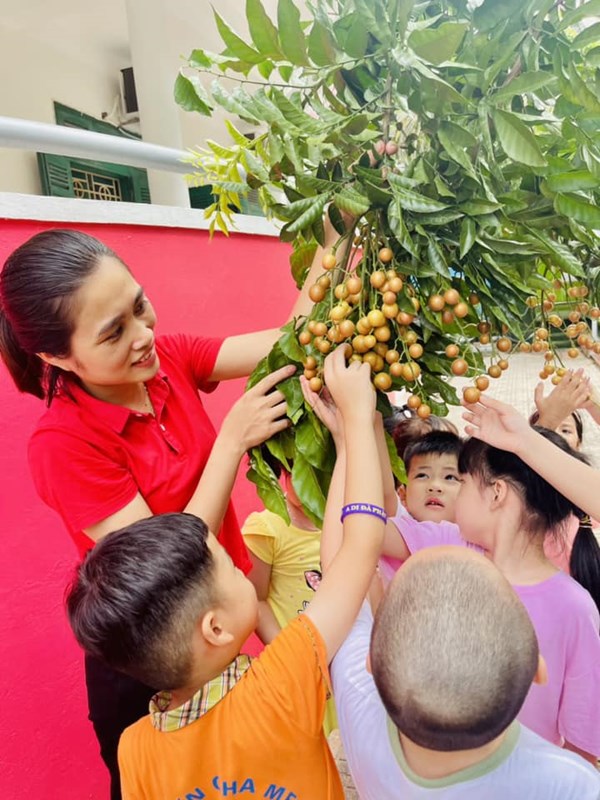 Các bé lớp MG lớn hào hứng thu hoạch trái ngọt vườn trường