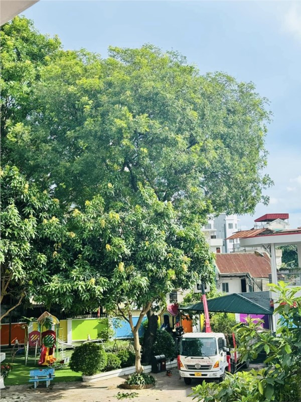 Cắt tỉa cây đảm bảo an toàn mùa mưa bão